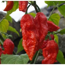 Bhut Jolokia - Naga Chilly